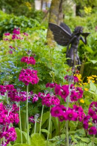 Stonyford Cottage Gardens - Candelabra Primulas and Fairy